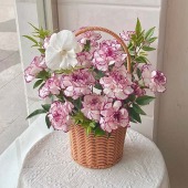 13支紫精灵蝴蝶兰手提花篮